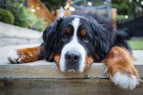Bdog