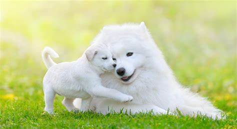 2dog